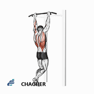 gironda sternum چانه با وزن بدن