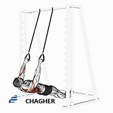 پارویی وارونه straps با وزن بدن