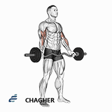 جلو بازو ez-barbell دست‌باز ایستاده با هالتر لاری