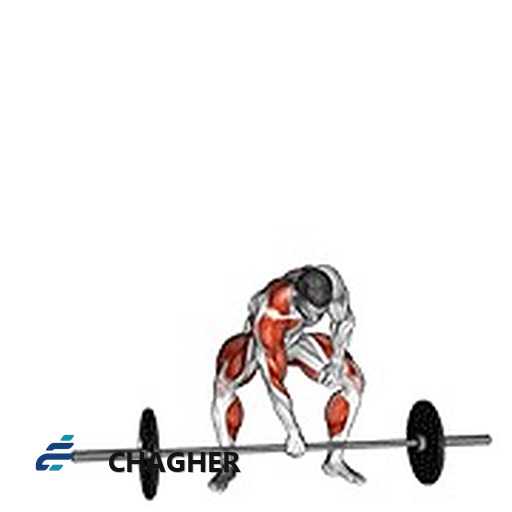 اسنچ تک‌دست با هالتر