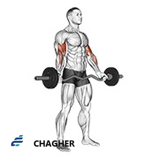 جلو بازو ez-barbell دست‌باز ایستاده با هالتر لاری